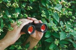 Creepy Guy in the bushes with Binoculars  Meme Template