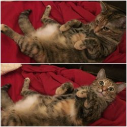 It's Caturday? Meme Template