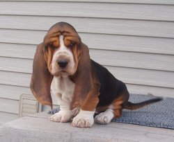 basset pup 1 Meme Template