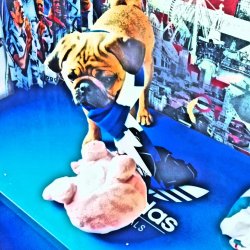 The Underdog will prevail Meme Template