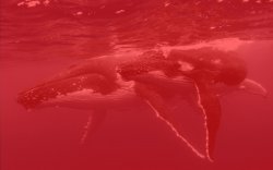 Redwhale Meme Template