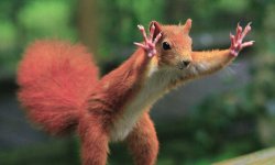 Squirrel hands up Meme Template