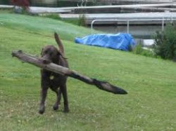 dog carry big stick Meme Template