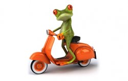 moped frog Meme Template