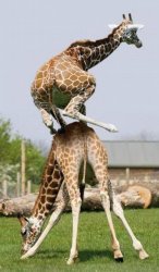 jumping giraffe Meme Template