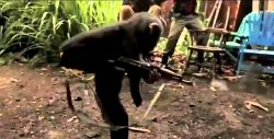 Monkey with Machine Gun Meme Template