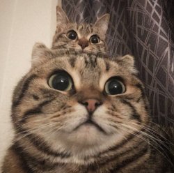 Two cats Meme Template