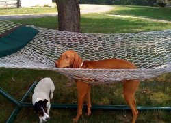 dog hammock Meme Template