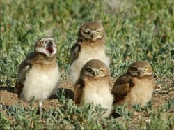 Burrowing owls Meme Template