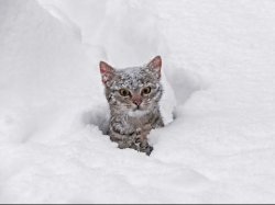 Crazy Snow Cat Meme Template