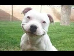Smiling Dog Meme Template
