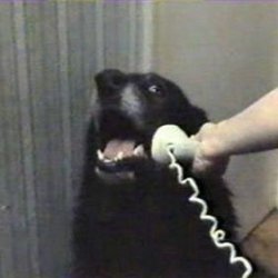 dog telephone Meme Template