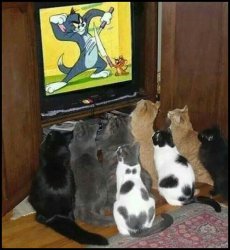 Cats watching Tom N Jerry Meme Template
