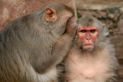 Whispering Monkeys Meme Template