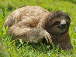 Creeping Sloth Meme Template