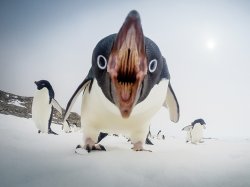 Apololypse penguin Meme Template
