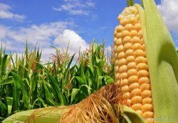 Corn Meme Template