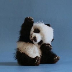 High five panda  Meme Template