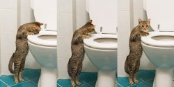 cat looking in toilet Meme Template