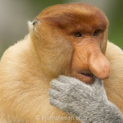 philosopher monkey Meme Template