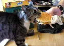 Cheeseburger cat Meme Template