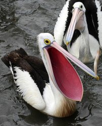 Happy pelican Meme Template