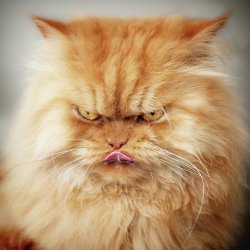 pissed pussy Meme Template