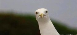 judging seagull Meme Template