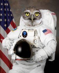 Astronaut Owl Meme Template