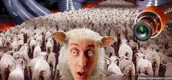 Sheeple Meme Template