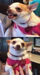 Chihuahua Meme Template