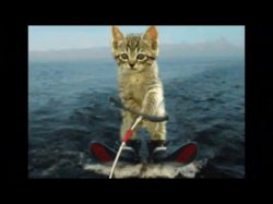 Water ski Cat Celebrate Kitten Meme Template