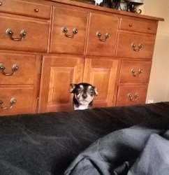 Dog peeking Meme Template