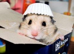 Hamster Meme Template