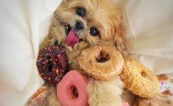 Donut Dog Meme Template