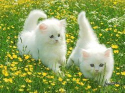 cute kitties Meme Template