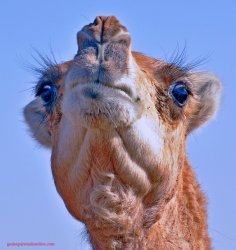 arab camel-piss drinker Meme Template
