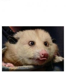 possum tongue Meme Template