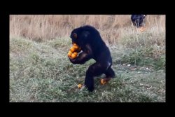 monkey holding oranges Meme Template