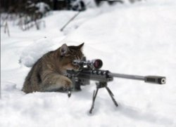 sniper cat Meme Template