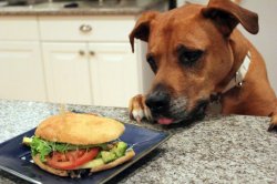 dog eating sandwich Meme Template