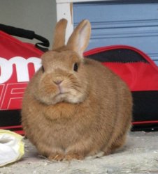 skeptical bunny Meme Template