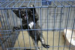 caged cat Meme Template