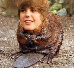 Bieber beaver Meme Template