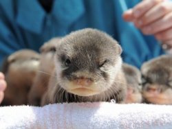 Otter angry baby Meme Template