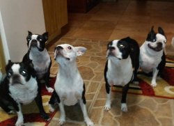 Beautiful Group of Boston Terriers Meme Template