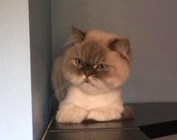 Dan the disdainful cat Meme Template