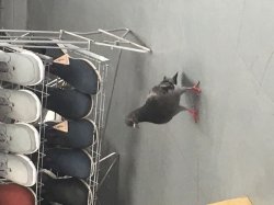 Pigeon in a shoe shop? Meme Template
