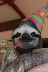 birthday sloth Meme Template
