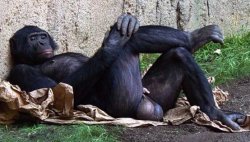 monkeyballs Meme Template